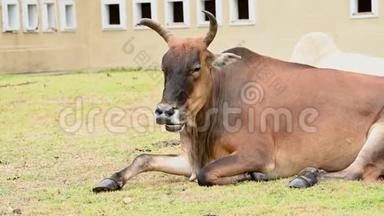 棕<strong>牛</strong>在草地草地上放松，有<strong>一群牛</strong>的背景。 动物和哺乳动物。 农业和自然野生动物的概念。